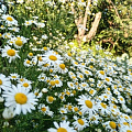 Ромашковое поле